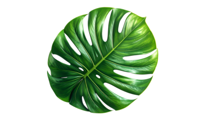 Isolated, vibrant, glossy green tropical leaf, detailed veining, on black background