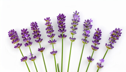 Lavender stem purple flower herb floral blossom fragrance