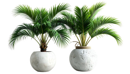 Two lush green palm plants in round white textured pots against a black background