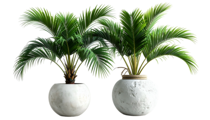 Two lush green palm plants in round white textured pots against a black background