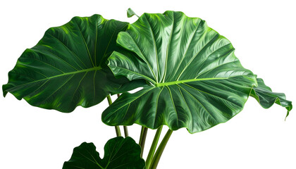 Close-up of large, vibrant green tropical leaves, with prominent veins, against a black backdrop