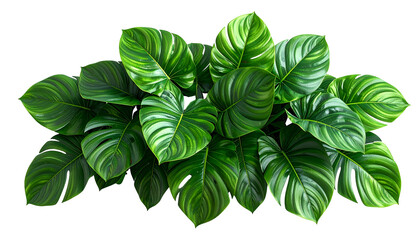 Lush, vibrant close-up of tropical plant, showcasing large, glossy, textured green leaves