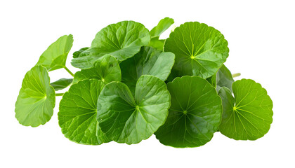 Close-up of green, round leaves with radial veins, a healthy plant, isolated on black