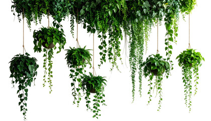 Lush hanging plants, some in pots, create a natural, verdant, cascading green display