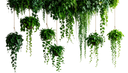 Lush hanging plants, some in pots, create a natural, verdant, cascading green display