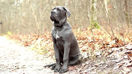 Adorable Two-Month-Old Cane Corso Puppy Portrait