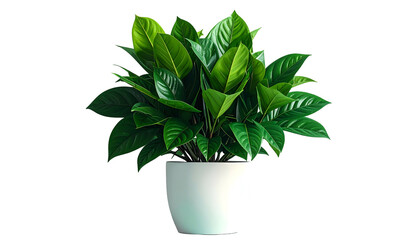 Lush, vibrant green plant with large leaves in a smooth, white ceramic pot, isolated on black