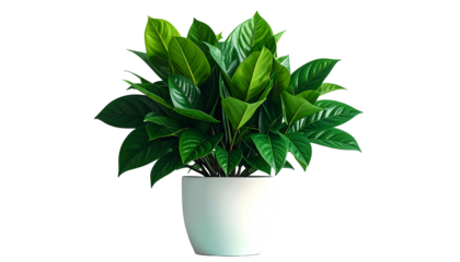 Lush, vibrant green plant with large leaves in a smooth, white ceramic pot, isolated on black