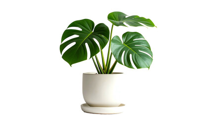 A lush, vibrant Monstera plant with large, green leaves in a white ceramic pot