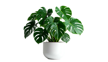 Lush green Monstera deliciosa plant in a minimalist white ceramic pot against a black background