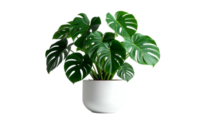 Lush green Monstera deliciosa plant in a minimalist white ceramic pot against a black background