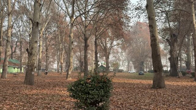 Autumn in Kashmir with vibrant red Chinar leaves and chinar big trees across Naseem Bagh in Hazratbal Dargah showcasing the beauty of Srinagar destination in Jammu and Kashmir. Clip 127