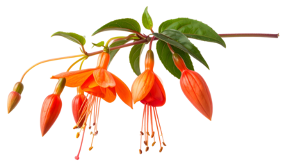 Vibrant orange and red hanging flowers with delicate stamens and green leaves