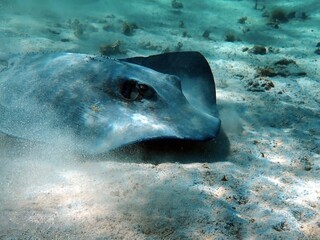 stingray swimming in the caribbean sea