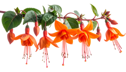 Branch with vibrant orange and red flowers, green leaves, and buds on a clear background