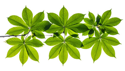 Close-up of vibrant green, palmate leaves arranged along a branch. Sunlight highlights veins