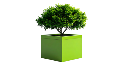 A small tree with vibrant green foliage is planted in a bright green square pot against black