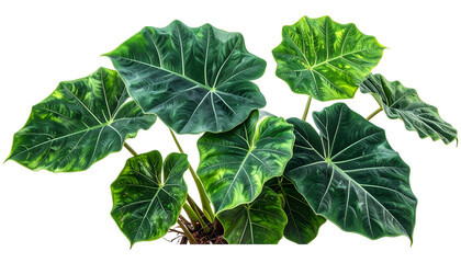 Close-up of large, textured, green plant leaves with a tropical look against black