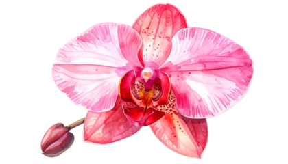 A watercolor painting of a pink and red orchid flower with a bud