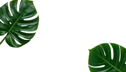 Lush green monstera leaves against a solid black background, minimalist composition