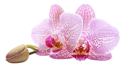 Pink and purple orchid blooms and unopened bud, against a transparent background