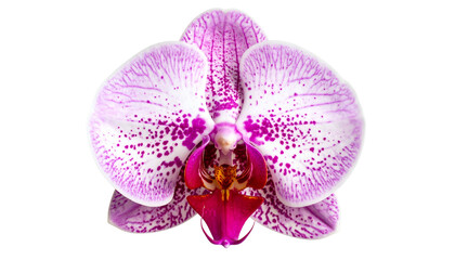 A close-up of a vibrant orchid flower, with purple and white petals, isolated on black