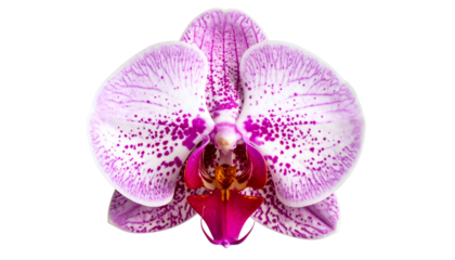 A close-up of a vibrant orchid flower, with purple and white petals, isolated on black