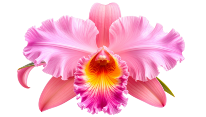 Detailed digital rendering of a vibrant, pink and yellow orchid bloom