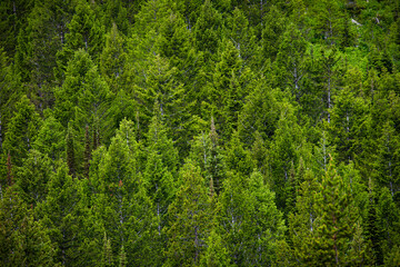 Conifers, Grand Teton NP
