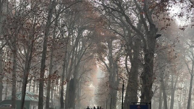 Autumn in Kashmir with vibrant red Chinar leaves and chinar big trees across Naseem Bagh in Hazratbal Dargah showcasing the beauty of Srinagar destination in Jammu and Kashmir. Clip 103