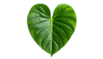 Vivid close-up of a heart-shaped, glossy green leaf with visible veins, isolated on black