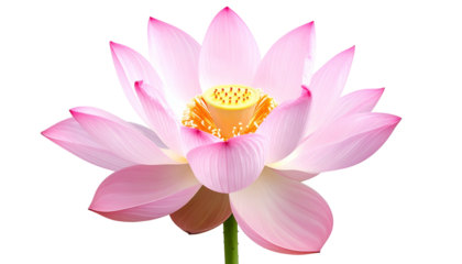 A detailed image of a pink lotus flower with a prominent yellow center, against black