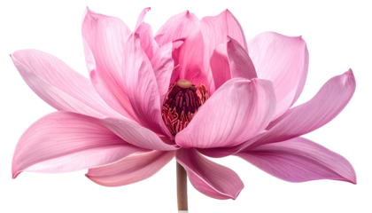 A stunning close-up of a pink lotus flower in full bloom against a black background