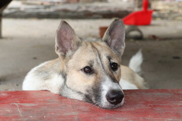 Calm dog resting on wooden platform while observing surroundings with relaxed gentle expression