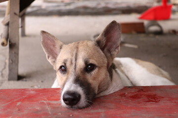 Curious dog tilting head slightly while relaxing on shaded wooden platform surface