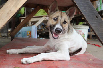 Friendly dog relaxing on floor with happy expression and stretched comfortable posture