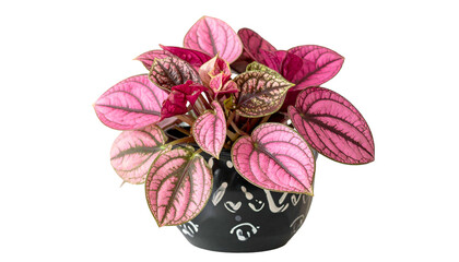 A vibrant Peperomia plant in a dark pot with white patterns.  Closeup with pink leaves