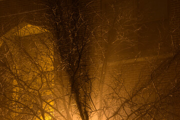 Soft Light and Trees