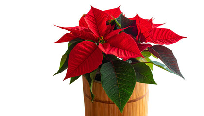 A vibrant poinsettia with crimson bracts in a wooden pot against a black background