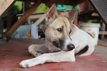 Shy dog curling body comfortably under wooden structure for peaceful quiet rest