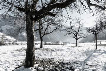dunkle Obstb&auml;ume in einer leicht verschneiter Landschaft im Herbst und Winter