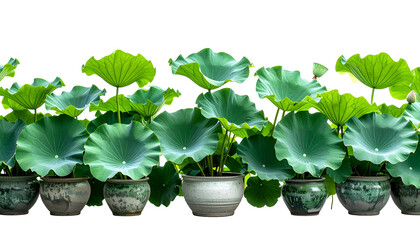 Row of potted green lotus plants with large, rounded leaves, against a black background