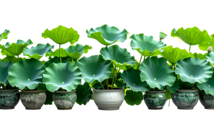 Row of potted green lotus plants with large, rounded leaves, against a black background