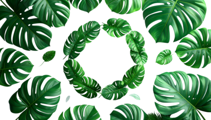 Lush, vibrant green monstera leaves arranged on a black background, forming a circular pattern