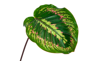 Close-up of a vibrant, heart-shaped leaf with variegated green, yellow, and pink patterns