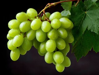 A cluster of ripe green grapes hanging with vine leaves against a dark background