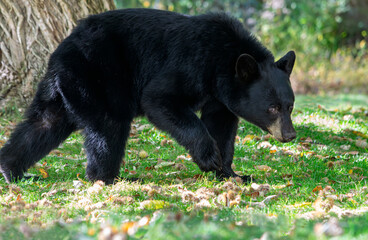 An American black bear,  Ursus americanus, in a field of fallen chestnuts, looking for nuts to eat