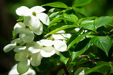 Close up of Japanese dogwood, Cornus kousa, with white flower bracts and leaves
