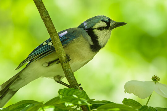 Eastern blue jay, Cyanocitta crista, perched in a dogwood tree with a light green background