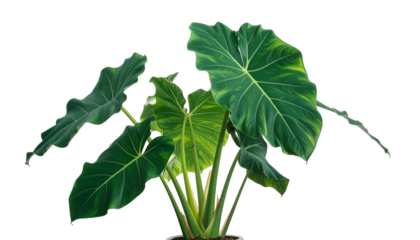 Lush green plant with large, veined leaves, against a transparent background